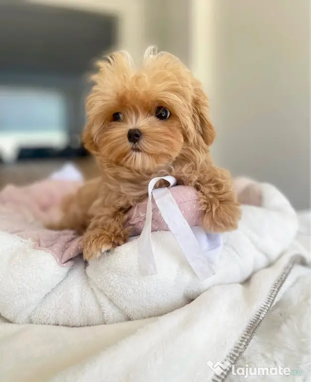 Maltipoo singura rasa care nu naparleste nicio Hibrid
