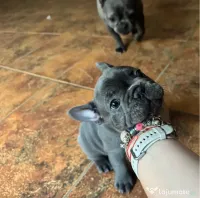 Vând puiuți de buldog francez 