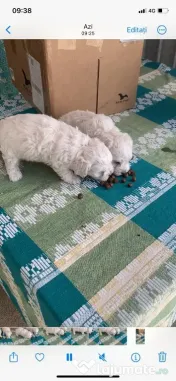 Vând căţei bichon pudel!
