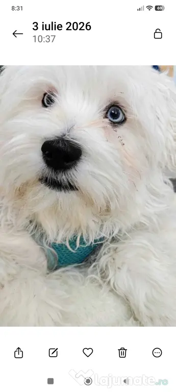Bichon Maltez cu ochii albastri