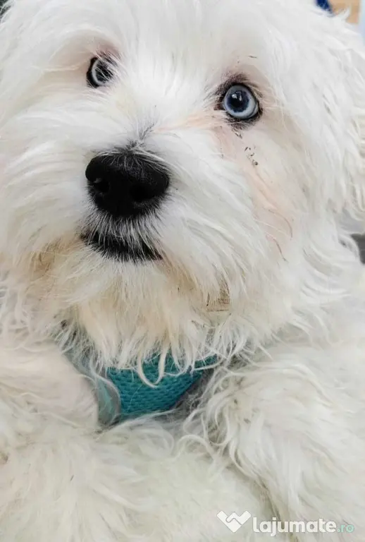 Bichon Maltez cu ochii albastri