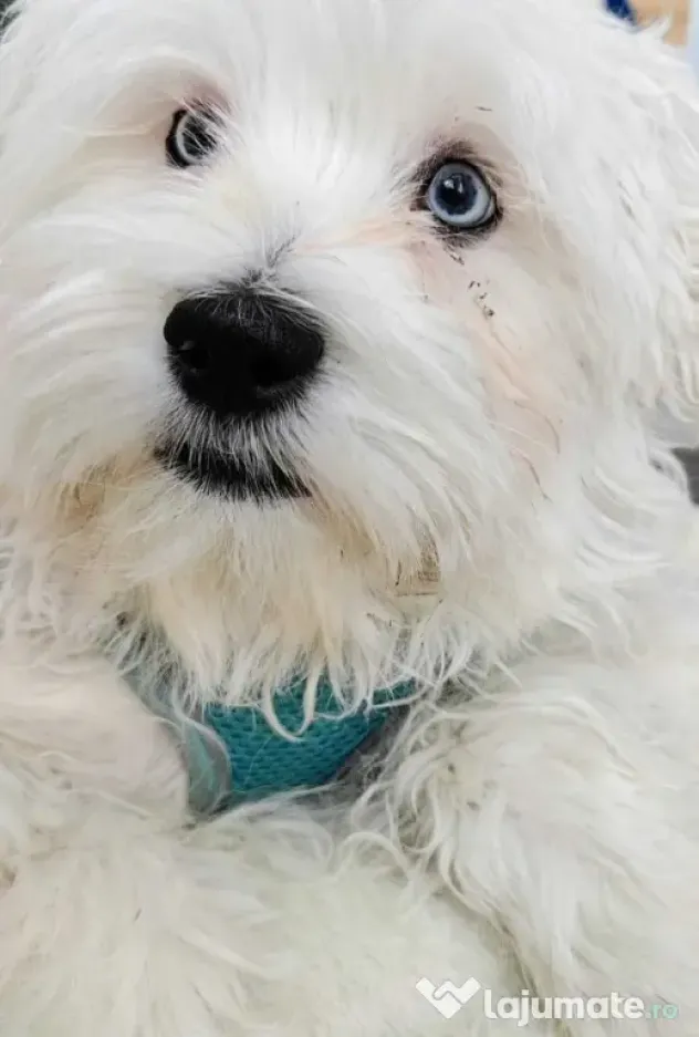 Bichon Maltez cu ochii albastri