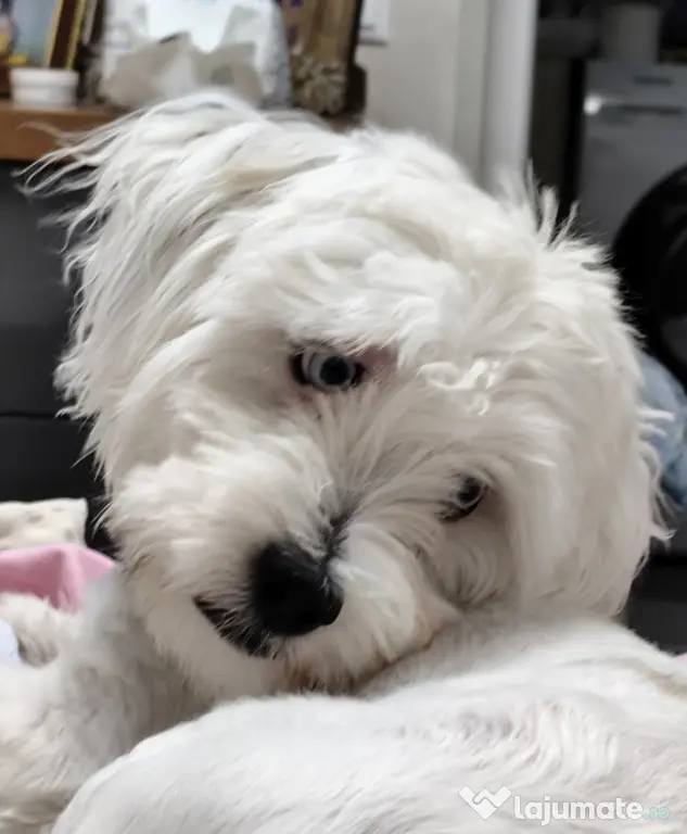 Bichon Maltez cu ochii albastri