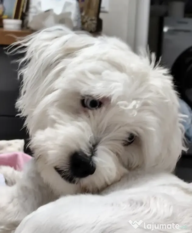 Bichon Maltez cu ochii albastri