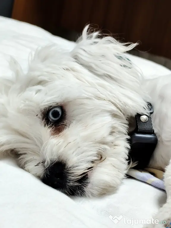 Bichon Maltez cu ochii albastri