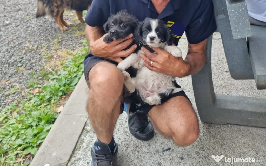 2 Pui catei spre adoptie Turda jud. Cluj