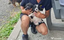 2 Pui catei spre adoptie Turda jud. Cluj