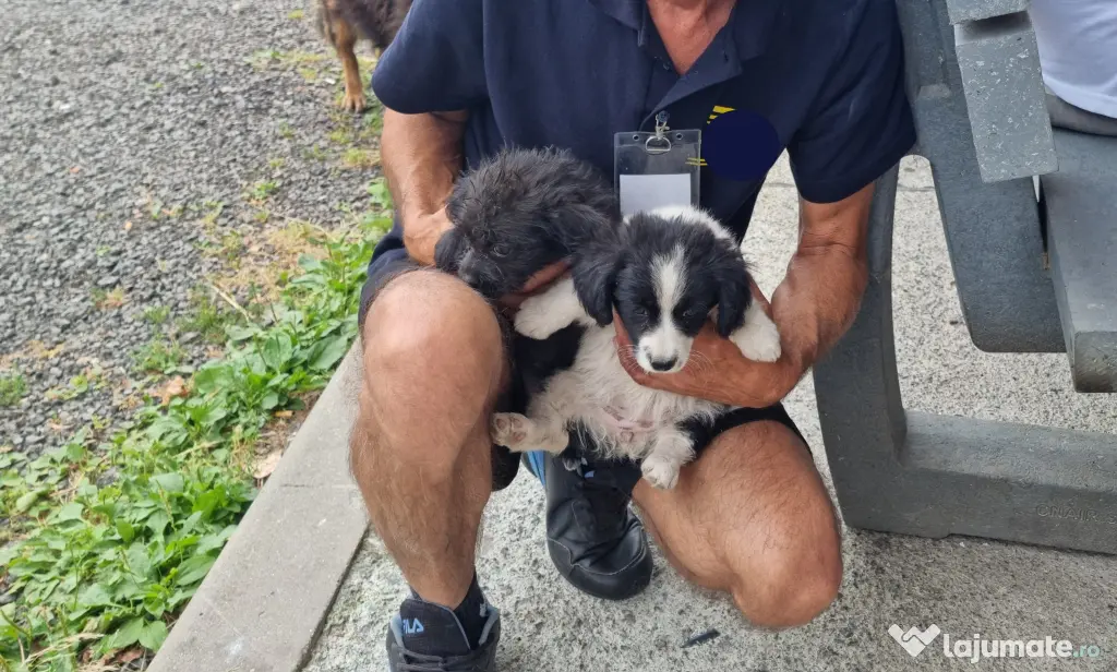 2 Pui catei spre adoptie Turda jud. Cluj