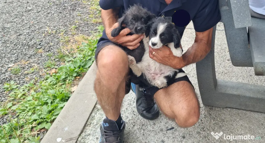 2 Pui catei spre adoptie Turda jud. Cluj
