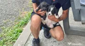 2 Pui catei spre adoptie Turda jud. Cluj 