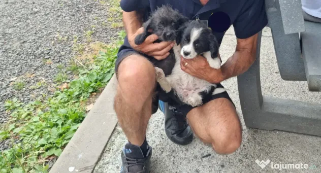 2 Pui catei spre adoptie Turda jud. Cluj