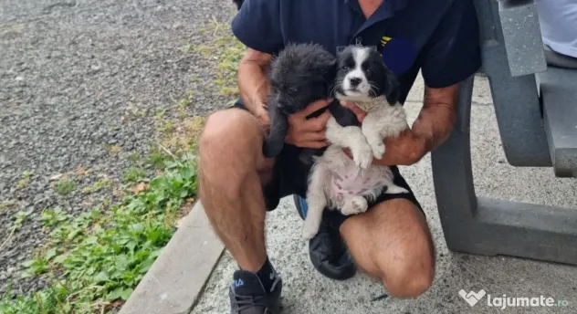 2 Pui catei spre adoptie Turda jud. Cluj