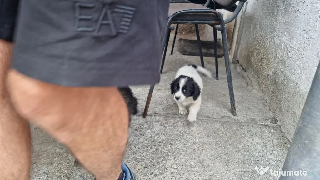 2 Pui catei spre adoptie Turda jud. Cluj