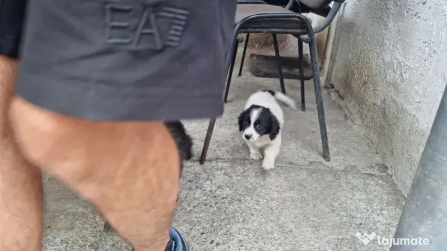 2 Pui catei spre adoptie Turda jud. Cluj
