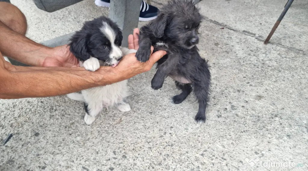 2 Pui catei spre adoptie Turda jud. Cluj
