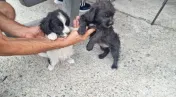 2 Pui catei spre adoptie Turda jud. Cluj 