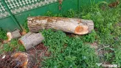Trunchi de nuc taiat in 3 bucati Casa și gradina 