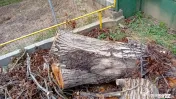 Trunchi de nuc taiat in 3 bucati Casa și gradina 