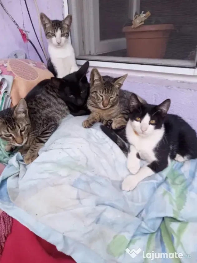 Dau spre adopție pisici