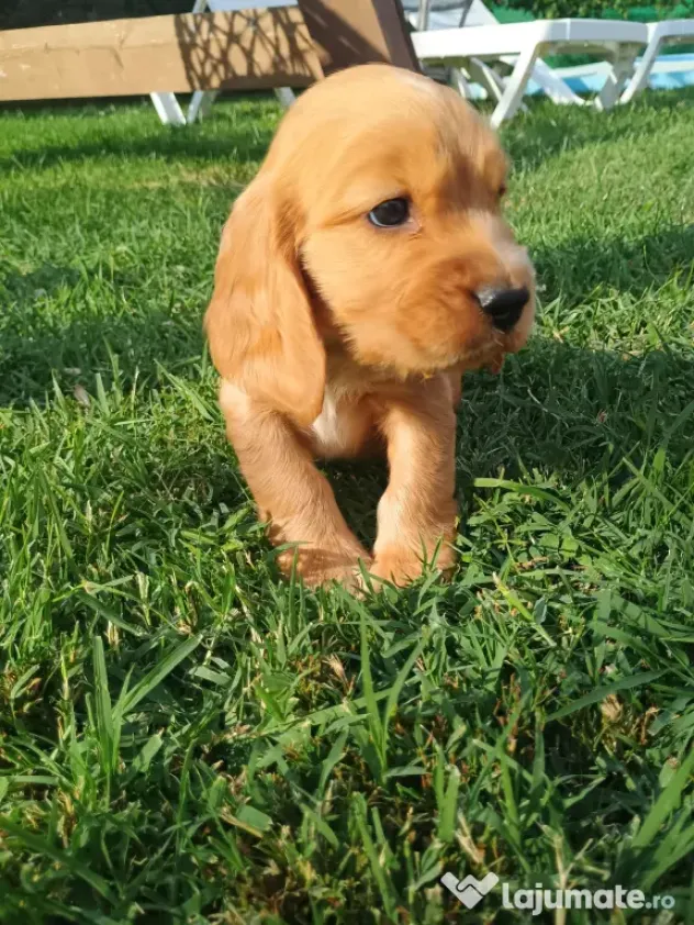 Pui de cocker spaniel de rasă pură.