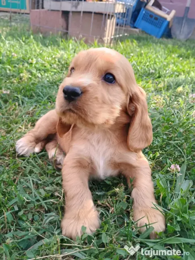 Pui de cocker spaniel de rasă pură.