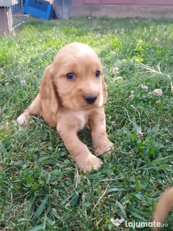 Pui de cocker spaniel de rasă pură.