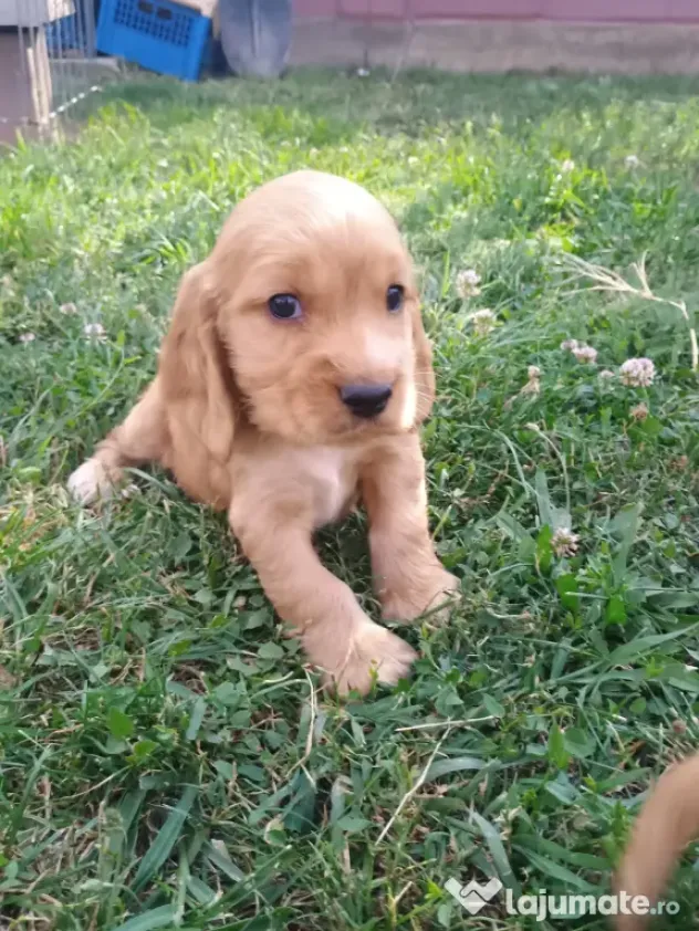 Pui de cocker spaniel de rasă pură.