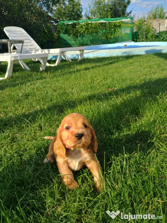 Pui de cocker spaniel de rasă pură.