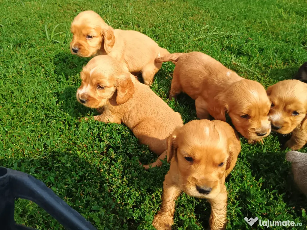 Pui de cocker spaniel de rasă pură.