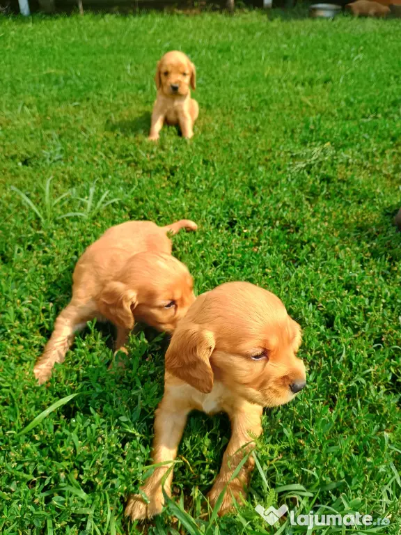Pui de cocker spaniel de rasă pură.