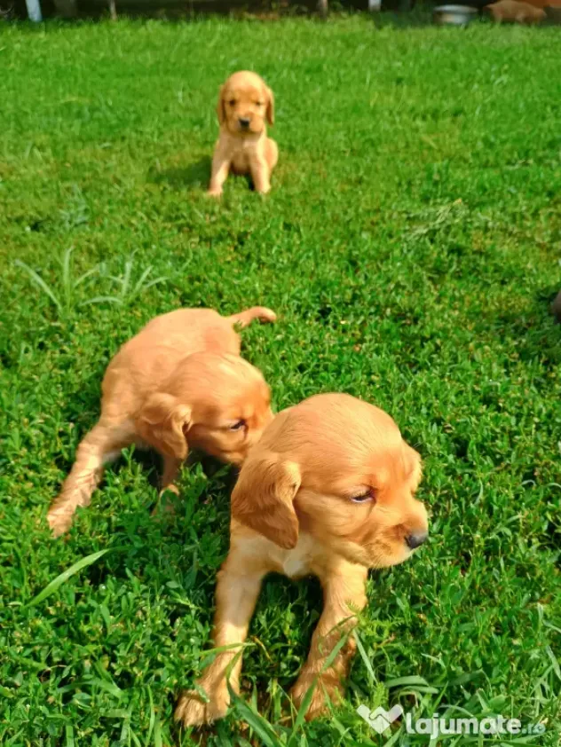 Pui de cocker spaniel de rasă pură.