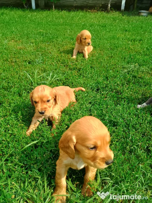 Pui de cocker spaniel de rasă pură.