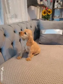 Pui de cocker spaniel de rasă pură.