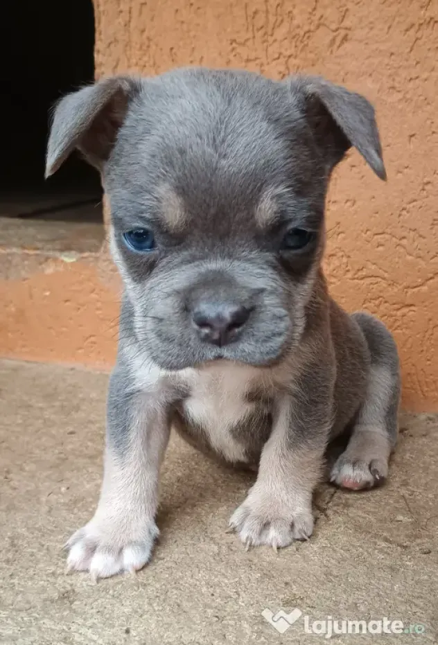 Bulldog Francez