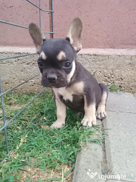 Bulldog Francez.