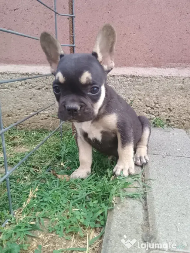 Bulldog Francez.