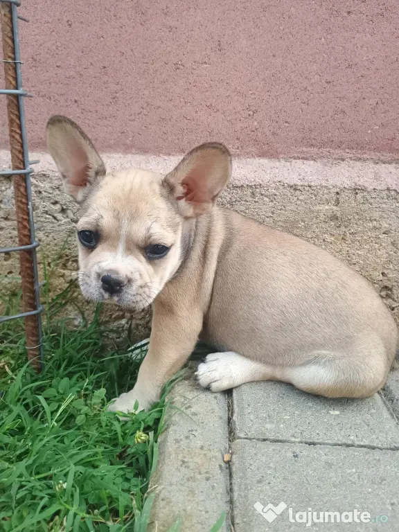 Bulldog Francez.