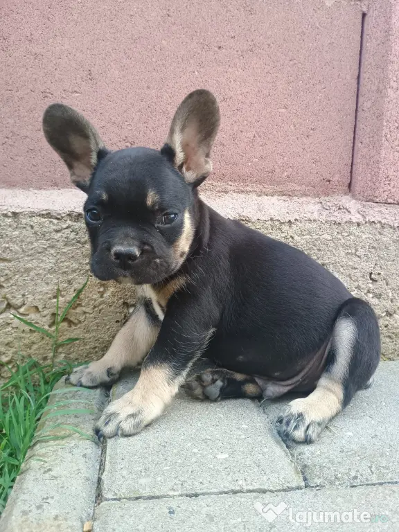 Bulldog Francez.