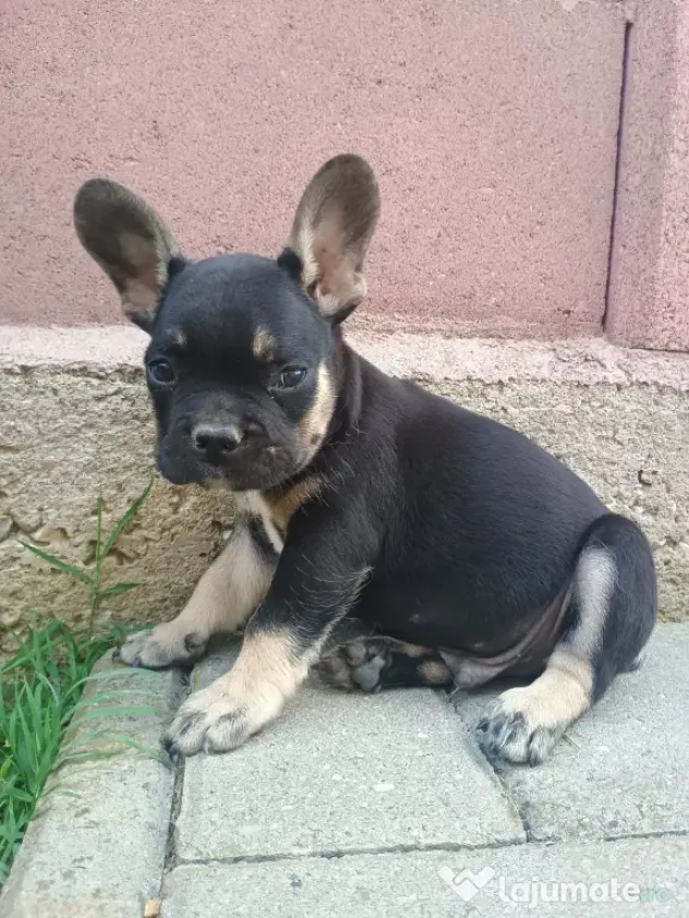 Bulldog Francez.