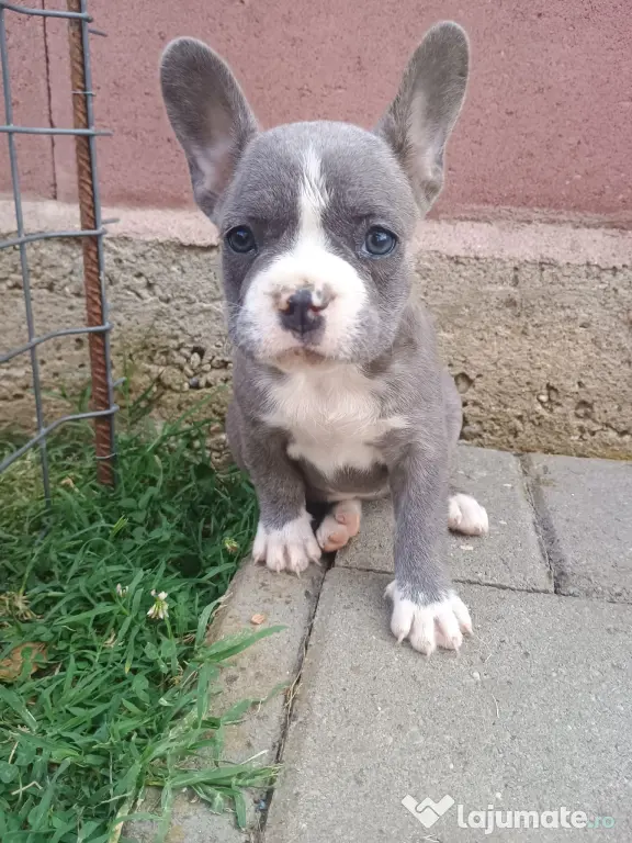 Bulldog Francez.