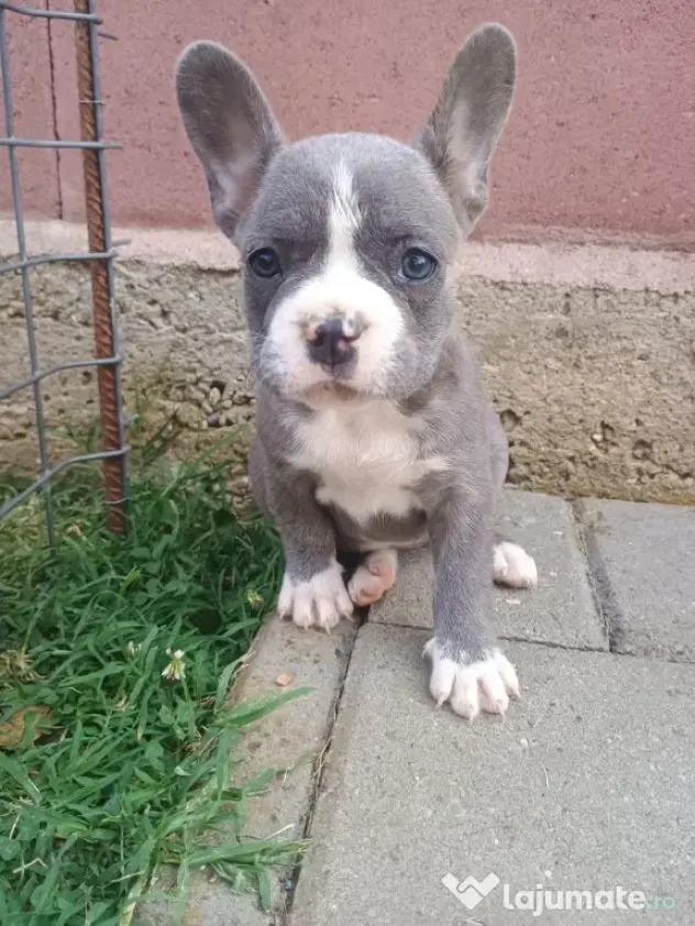 Bulldog Francez.
