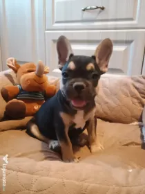 Bulldog Francez.