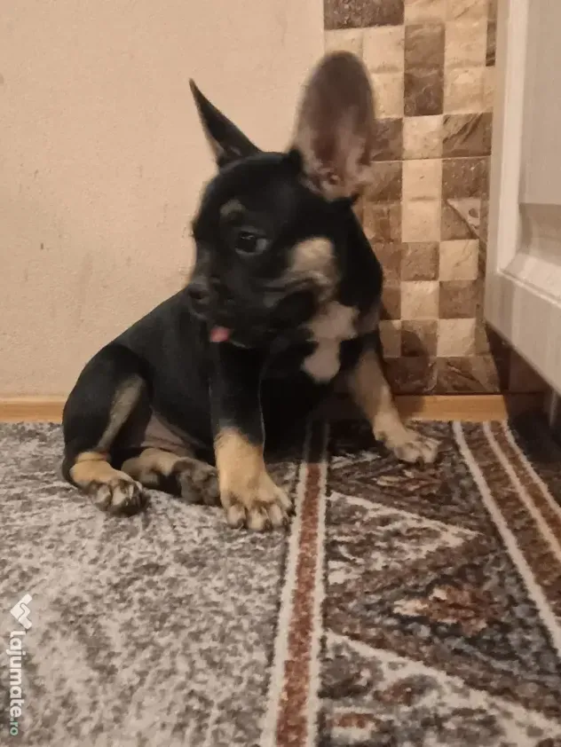 Bulldog Francez.