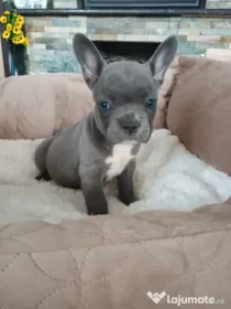 Bulldog Francez