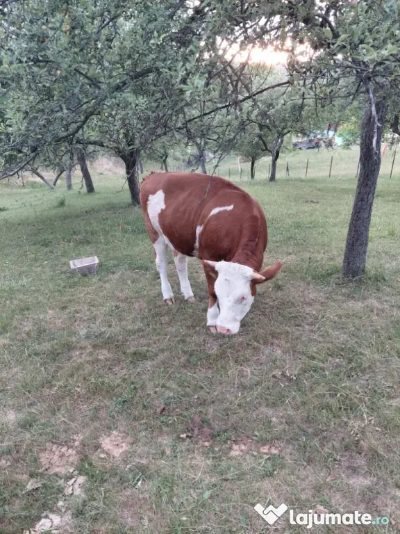 Juninca baltata