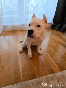 American bully femelă de vânzare cu pedigree