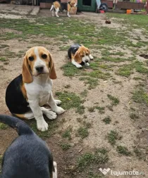 Vând beagle jucăuși