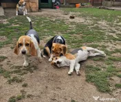 Vând beagle jucăuș