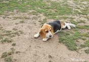 Vând beagle jucăuș