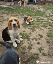 Vând beagle jucăuș